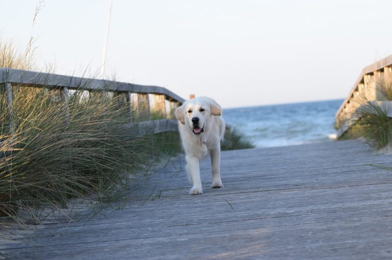 lauf